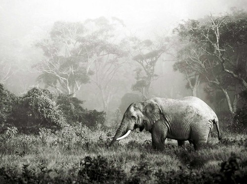 Quadro elefante africano - quadro,