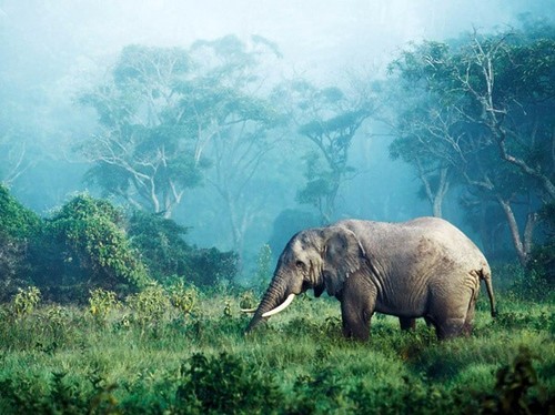 Quadro elefante africano - quadro,