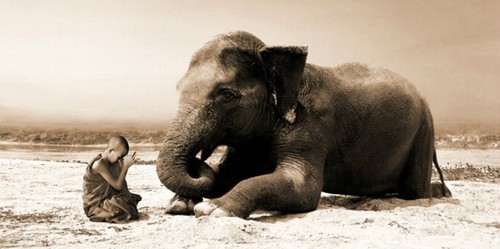 Quadro bambino elefante foto - quadro,