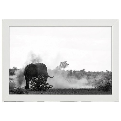 Stampa decorativa zebra e - decorativa, la
