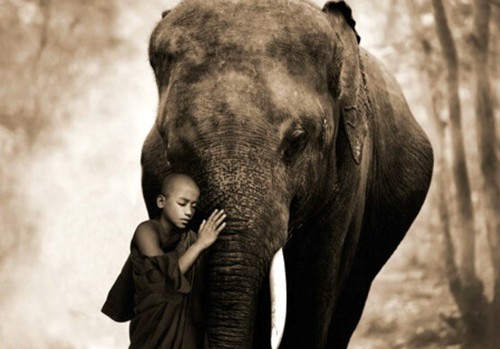 Quadro abbraccio elefante foto - abbraccio,
