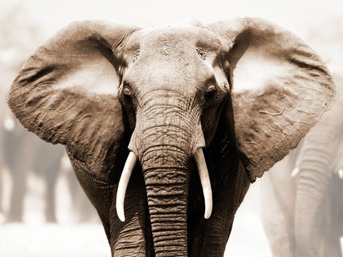 Quadro elefante africano - elefante,